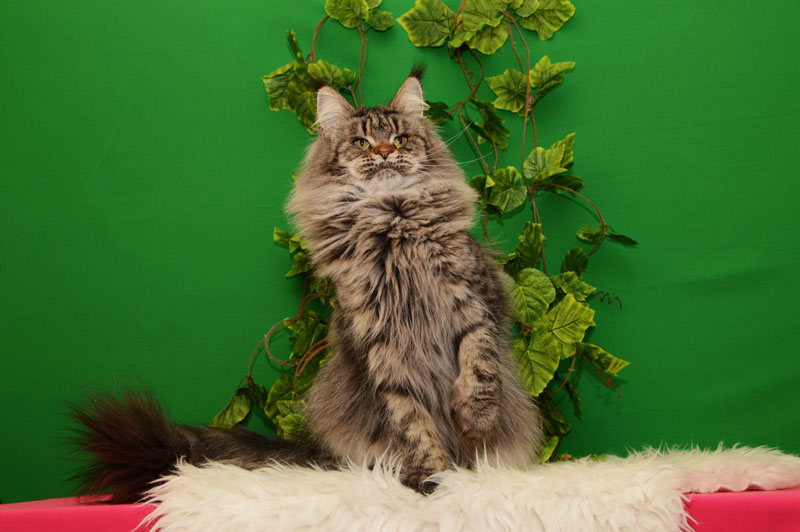 U*Arenal Gonsior Line*RU - Adult maine-coon 2.5 years 1 week