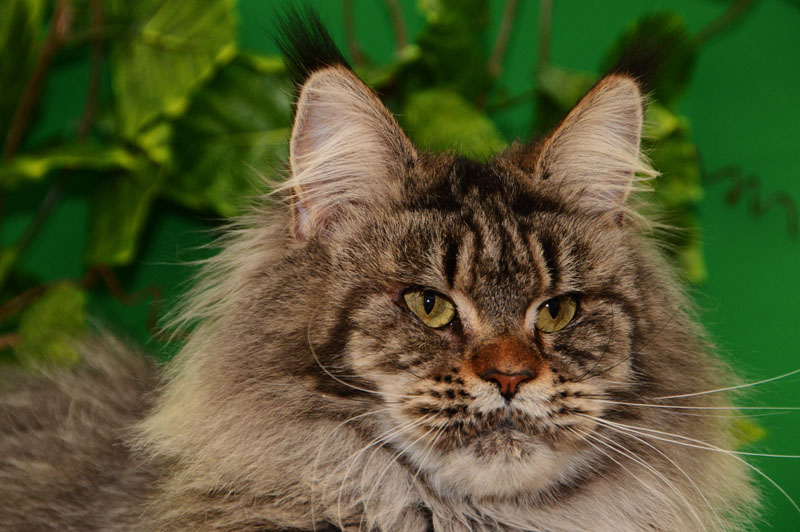 U*Arenal Gonsior Line*RU - Adult maine-coon 2.5 years 1 week