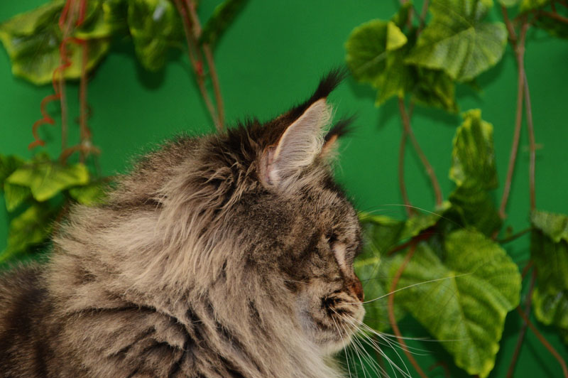U*Arenal Gonsior Line*RU - Adult maine-coon 2.5 years 1 week