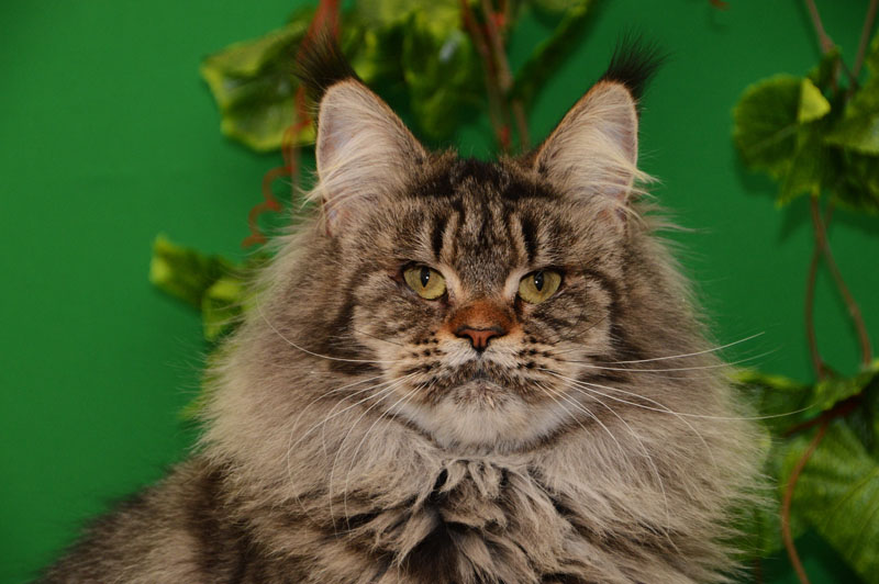 U*Arenal Gonsior Line*RU - Adult maine-coon 2.5 years 1 week
