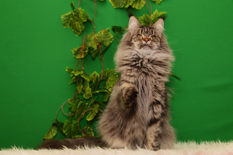 U*Arenal Gonsior Line*RU - Adult maine-coon 2.5 years 1 week