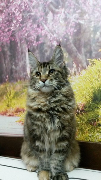 Rosaline Akbars - maine-coon
