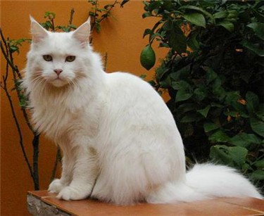 Guldfakse Winnebago de Omkara - Adult maine-coon 6 years 1 month 3 weeks