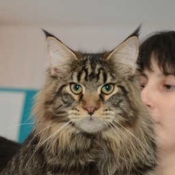 Chelgan Favorite of Ufacoon's