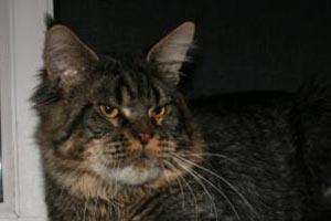 LoyalCoon Nostradamus - мейн-кун