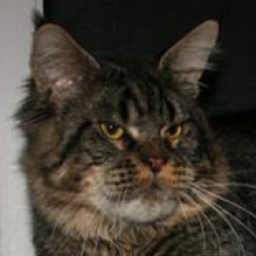 LoyalCoon Nostradamus