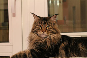 Olhuveli Olimpian - мейн-кун