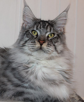 Coon's House Harold - maine-coon