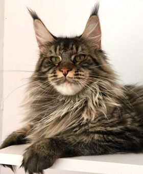 Roxet Gonsior Line - мейн-кун