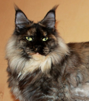 You My Karmen Gonsior Line - maine-coon