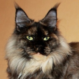 You My Karmen Gonsior Line