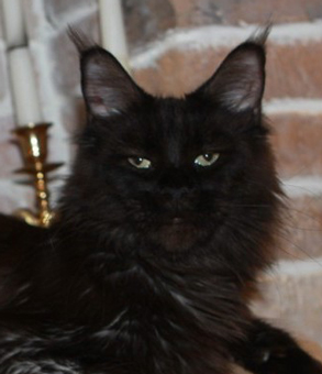 Mainefield's Vienna is Waiting - maine-coon