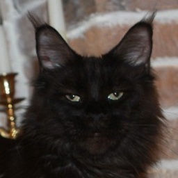 Mainefield's Vienna is Waiting