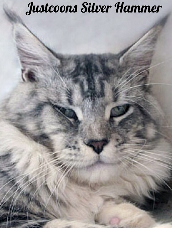 Justcoon's Silver Hummer - мейн-кун