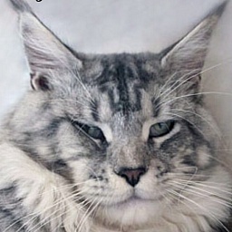 Justcoon's Silver Hummer