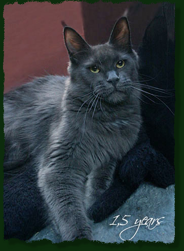Mainefield's Annie Get Your Gun - maine-coon 10/21/2011