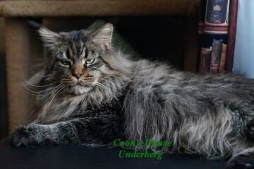 Coon's House Underberg - мейн-кун