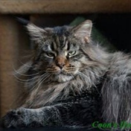 Coon's House Underberg