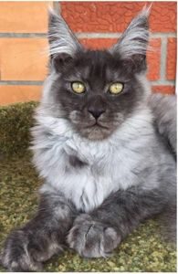 Bluemistwild's Yachtslady - мейн-кун