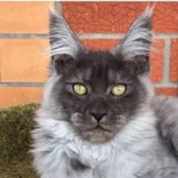 Bluemistwild's Yachtslady