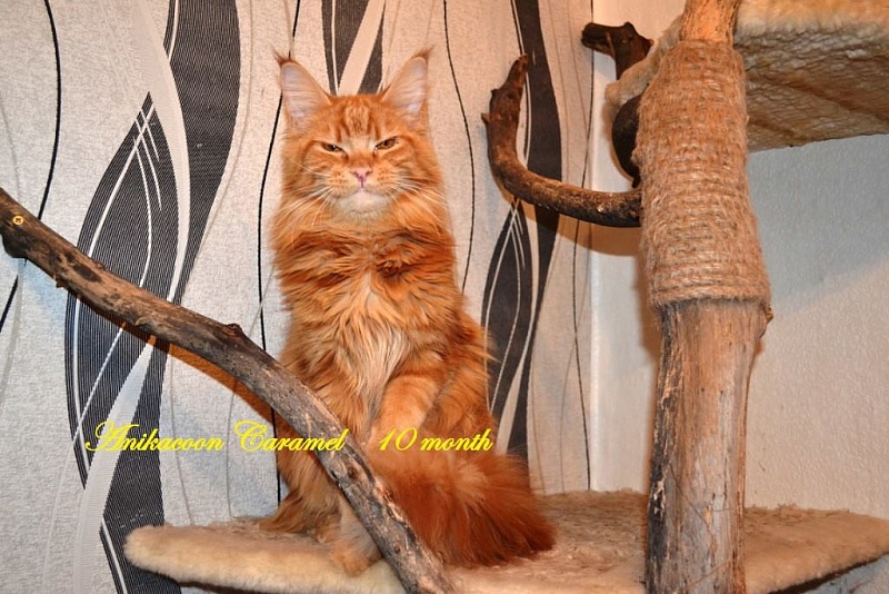 Anikacoon Caramel - мейн-кун