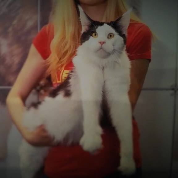 HoneyDevil Palermo - мейн-кун