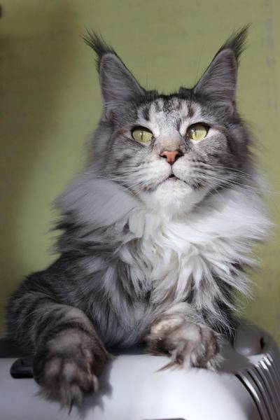 Sandari Amina - мейн-кун