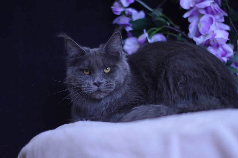 Queen KoKo Akbars - Junior maine-coon 7 months