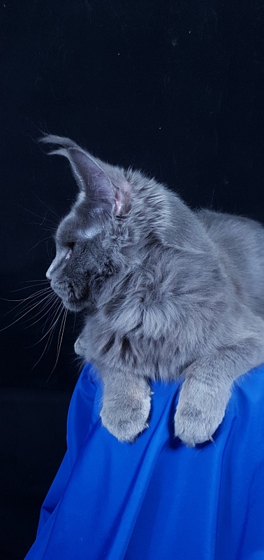 Queen KoKo Akbars - Adult maine-coon 1 year 8 months 2.5 weeks