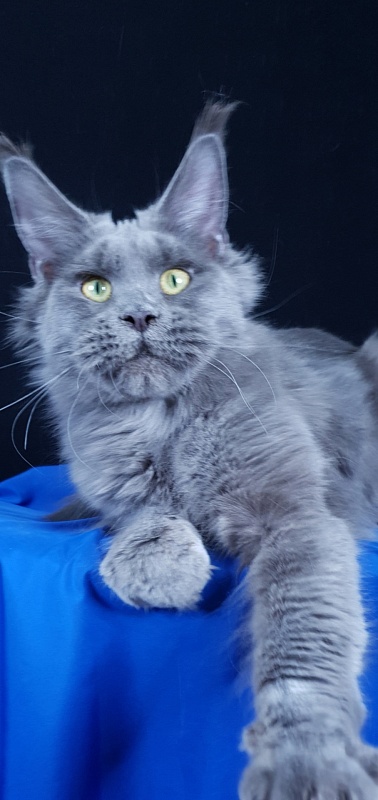 Queen KoKo Akbars - Adult maine-coon 1 year 8 months 2.5 weeks