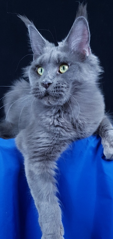 Queen KoKo Akbars - Adult maine-coon 1 year 8 months 2.5 weeks