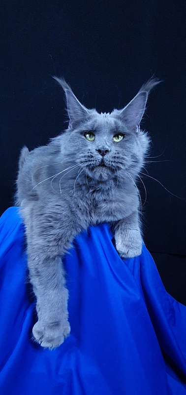 Queen KoKo Akbars - Adult maine-coon 1 year 8 months 2.5 weeks