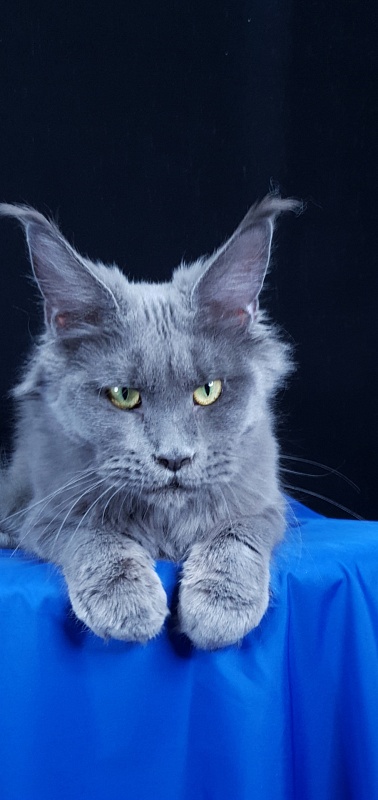 Queen KoKo Akbars - Adult maine-coon 1 year 8 months 2.5 weeks