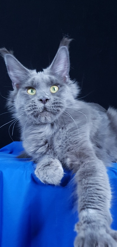 Queen KoKo Akbars - Adult maine-coon 1 year 8 months 2.5 weeks