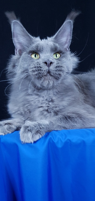 Queen KoKo Akbars - Adult maine-coon 1 year 8 months 2.5 weeks