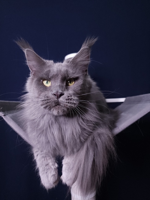 Queen KoKo Akbars - Adult maine-coon 3.5 years 0.5 weeks