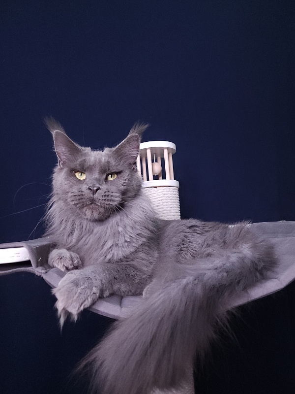 Queen KoKo Akbars - Adult maine-coon 3.5 years 0.5 weeks