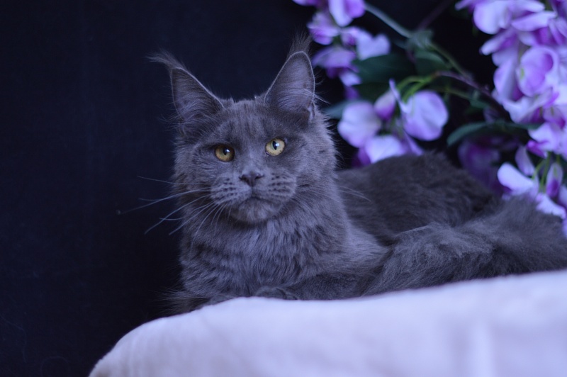 Queen KoKo Akbars - Junior maine-coon 7 months