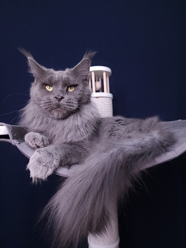 Queen KoKo Akbars - Adult maine-coon 3.5 years 0.5 weeks