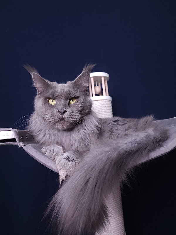 Queen KoKo Akbars - Adult maine-coon 3.5 years 0.5 weeks