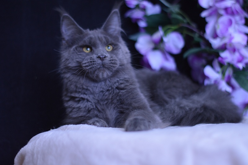 Queen KoKo Akbars - Junior maine-coon 7 months