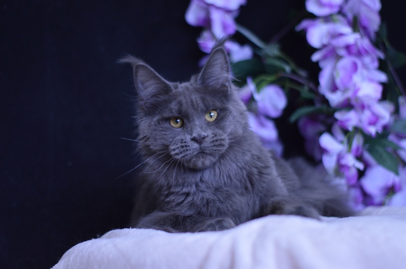 Queen KoKo Akbars - Junior maine-coon 7 months