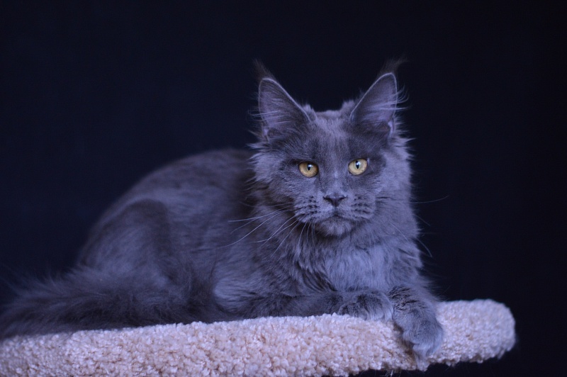 Queen KoKo Akbars - Kitten maine-coon 6 months