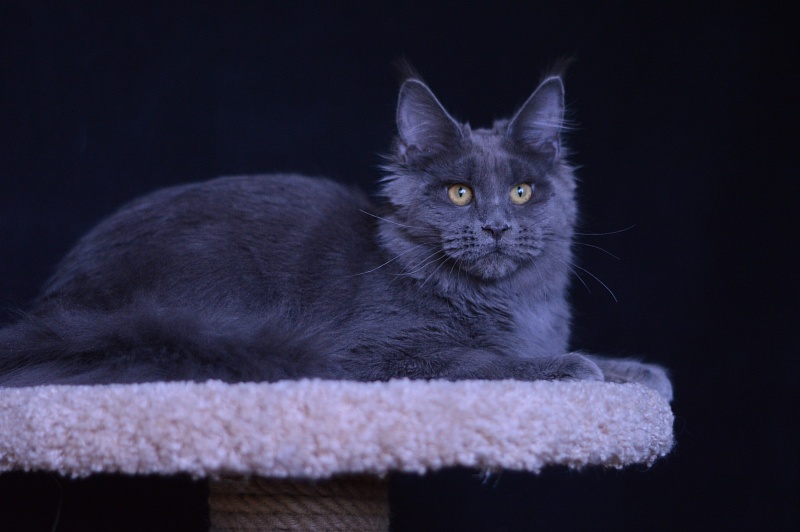 Queen KoKo Akbars - Kitten maine-coon 6 months