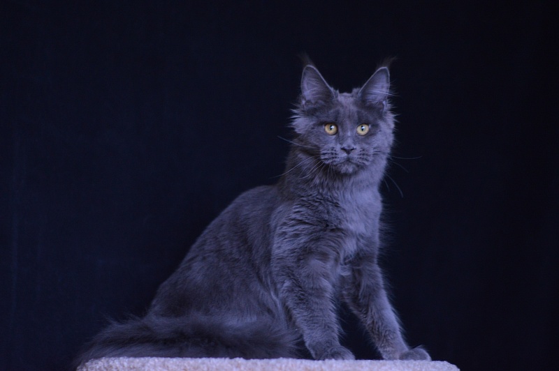 Queen KoKo Akbars - Kitten maine-coon 6 months