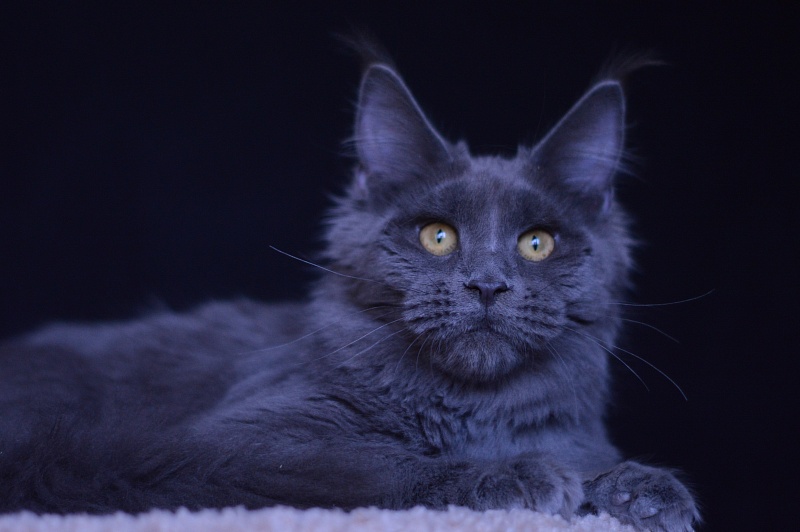 Queen KoKo Akbars - Kitten maine-coon 6 months