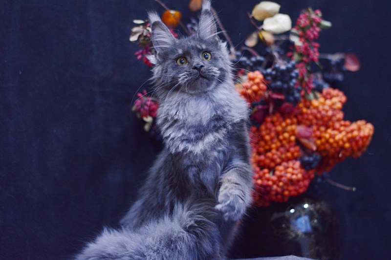 Queen Katti Akbars - Kitten maine-coon 6 months