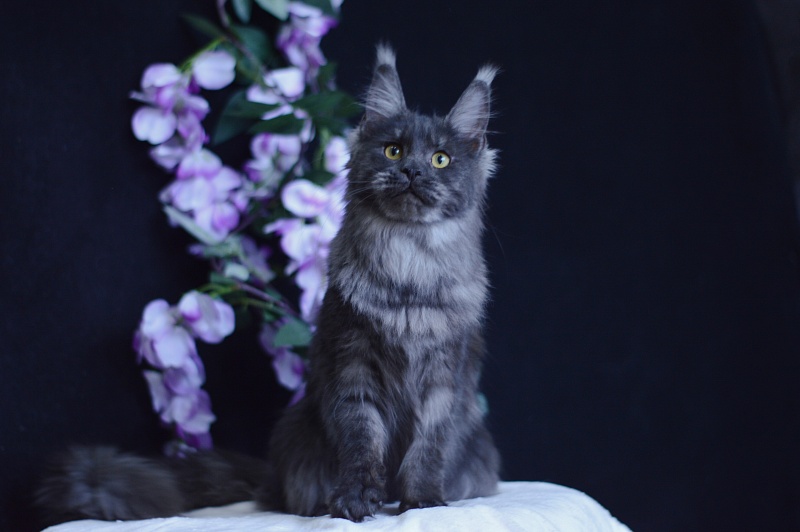 Queen Katti Akbars - Junior maine-coon 7 months