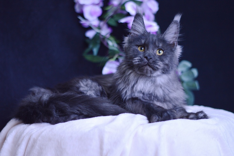 Queen Katti Akbars - Junior maine-coon 7 months