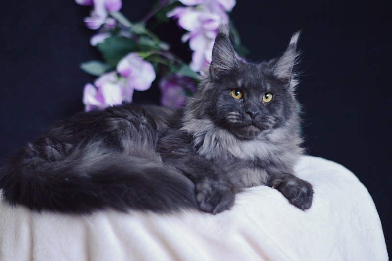 Queen Katti Akbars - Junior maine-coon 7 months